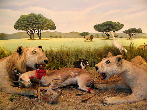 lions