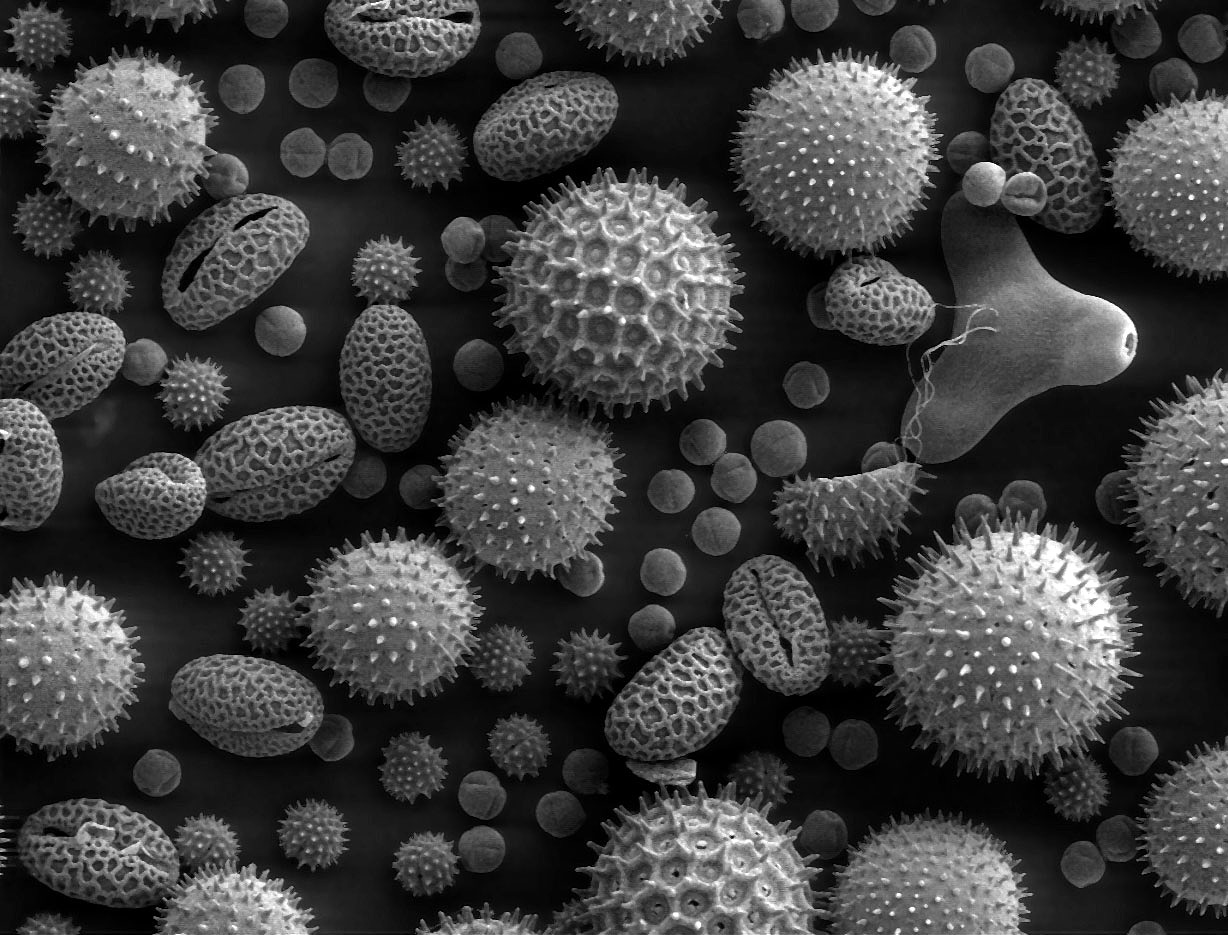 Misc pollen o o